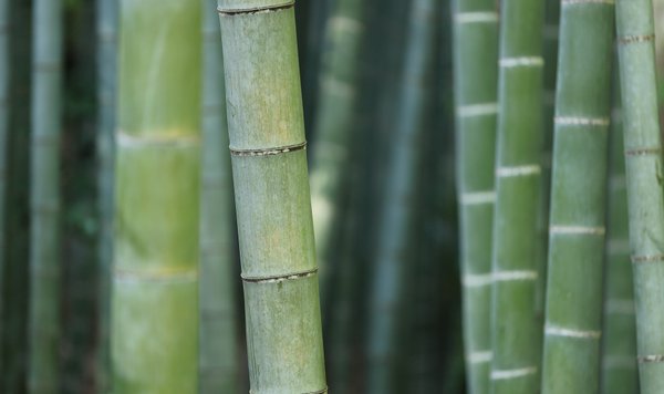 The Guide to Bamboo Lyocell + Top 6 Bed Sheets | Selfless Clothes